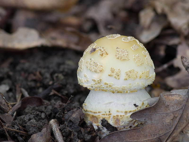 Amanita franchetii